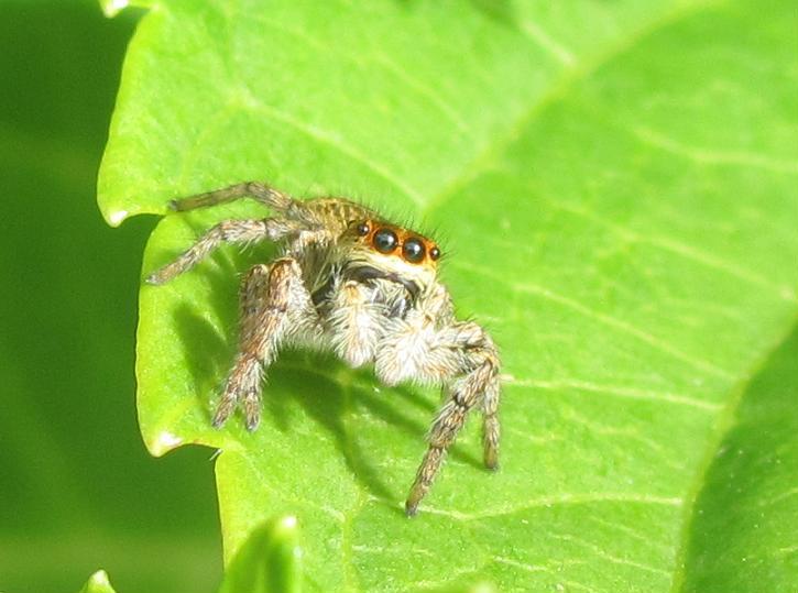 Carrhotus xanthogramma - Sostegno (BI)